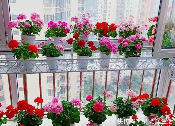 品种|为了养花,她花了3年时间,把家改造成了一个漂亮大花房,太惊艳!