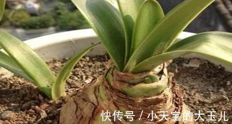 朱顶红,新年吉祥花,养好朱顶红,新年一定红