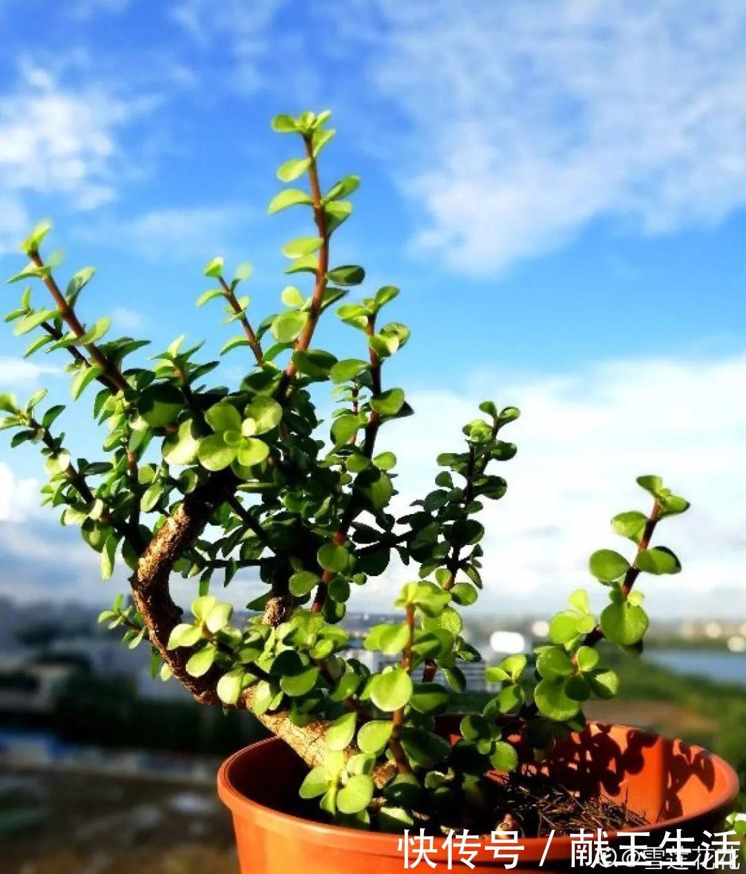 氮钾|金枝玉叶开花了,真花长这样,很多人没见过