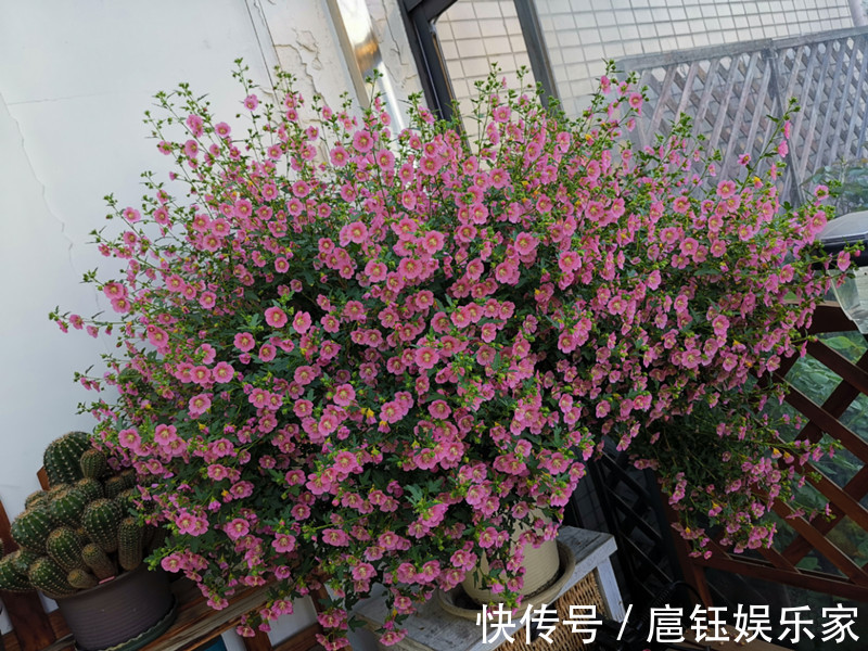 它是最容易开爆盆的盆栽,花量丰富,年头开到年尾,漂亮又好养