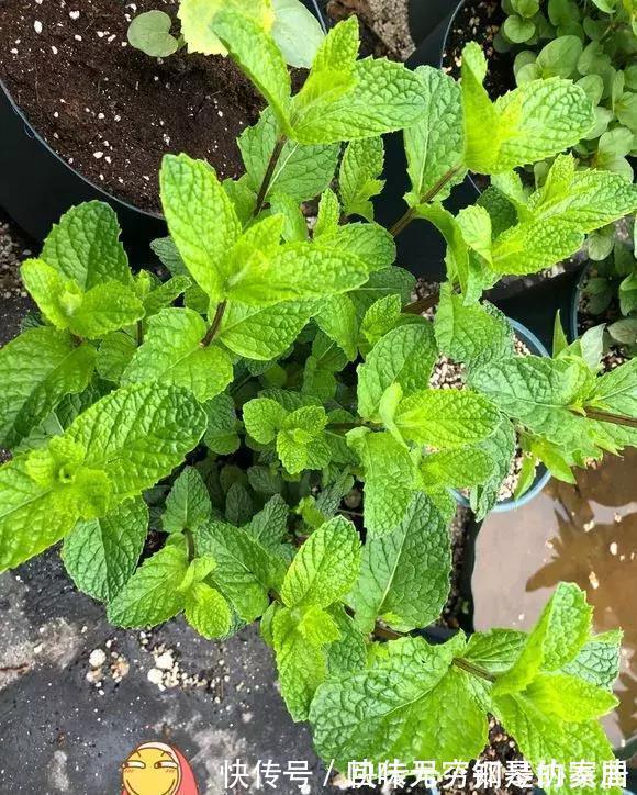 “漂亮花”,养人又养心,好看又好吃,是老中医的最爱