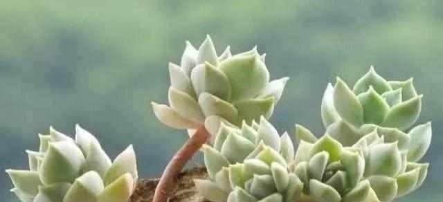 这6种多肉,不浇水都能爆盆,你能养死我不服!
