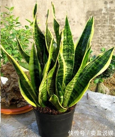 长寿花|别再浪费钱买花了,这些花掰片叶子就能长一大盆,省下好多钱!