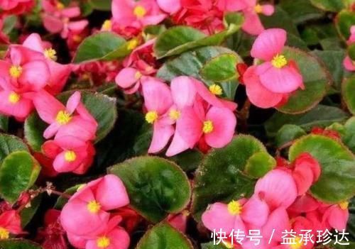 适应能力|4种花自带财运,好养易活不招虫,看了就让人沉醉,助睡眠又招财