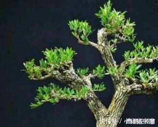 古朴|雀舌黄杨古朴典雅沧桑,雀舌黄杨盆景在北方如何养护?