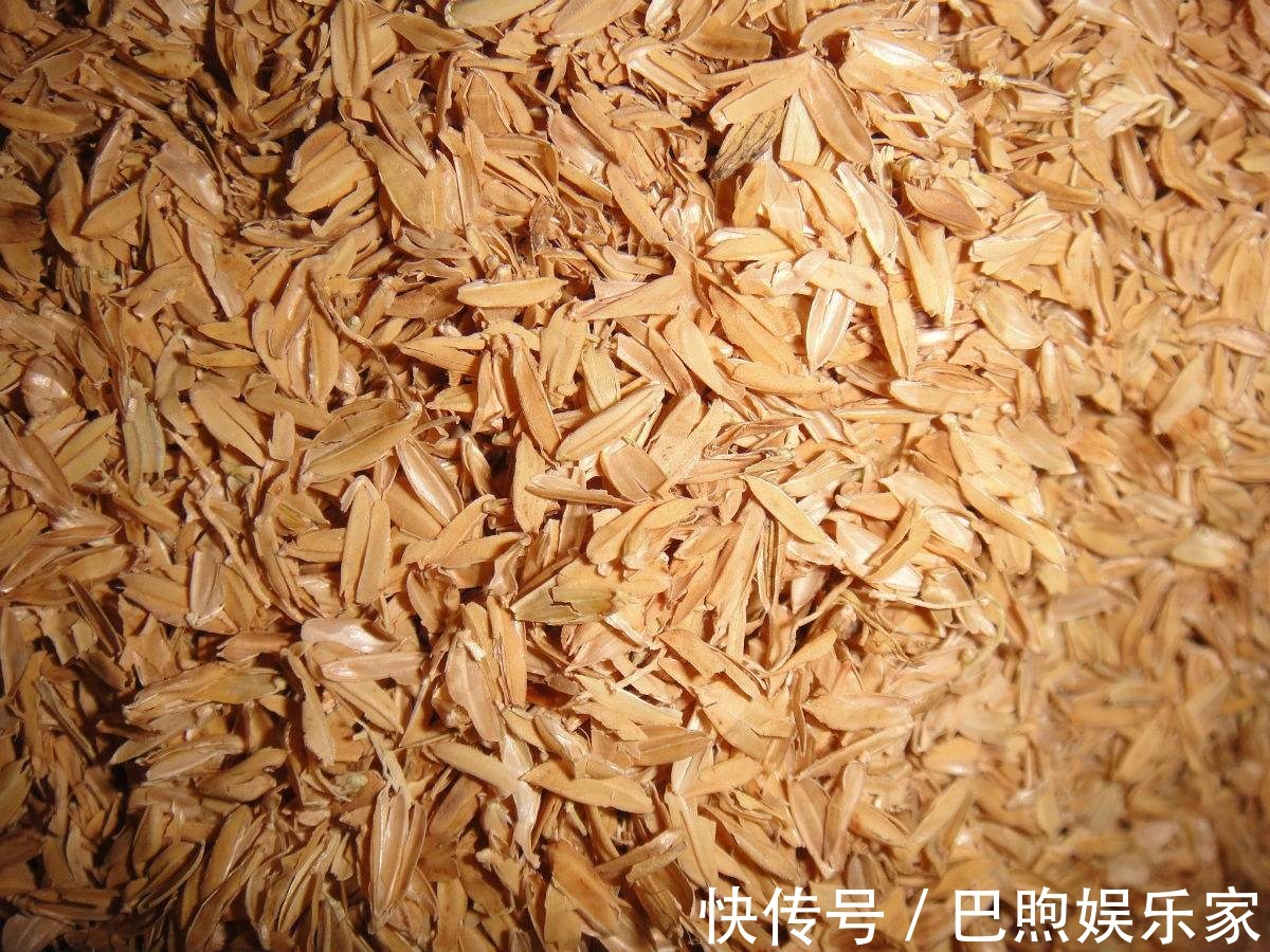 农村没人要的稻壳是养花神器，抓一把撒盆里，立马开出拳头大的花