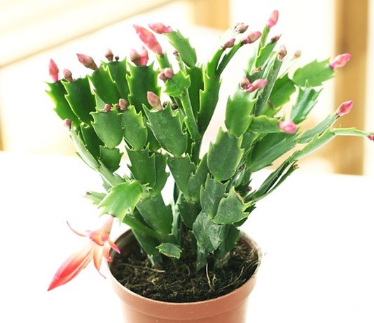 摆放|家养蟹爪兰摆放有讲究,学会这几个小技巧,轻松花开爆满盆