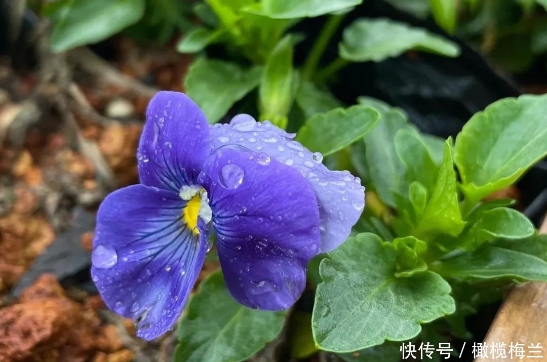 既然下雨，不如一起去看雨中的鄱阳