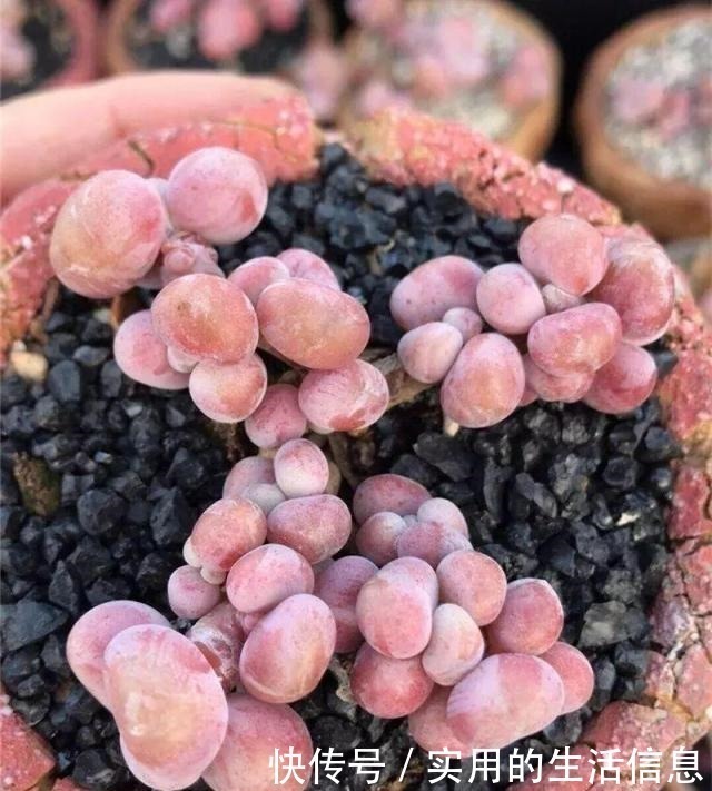 多肉|养不死的“桃蛋”,用“小陶盆”养,爆盆快,60天成老桩!