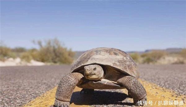 阿基里斯悖论:“只要乌龟先跑,人类就永远追不上它们”