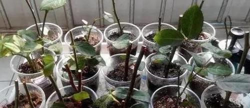 下部分|家里养花怎能少了它们!当花盆,独特、美观又省钱!