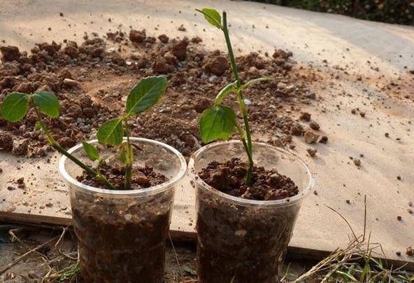 花卉|扦插花卉不用土壤,用上此“材料”,10天生根发芽,白根往外冒