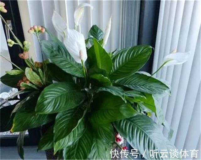 红掌|7种“吉利花”,家里养一盆,顺顺当当又漂亮,养人又旺家