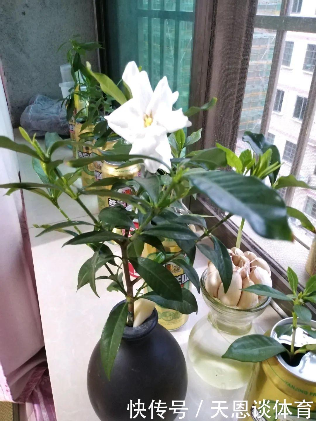 烂根|最难养的7种花,丢水里反而蹭蹭长,根系长满瓶!