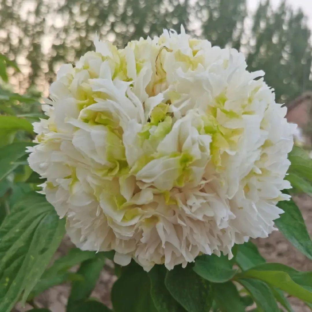 品种|这花只能秋天养,埋土里就活,晚了再等一整年!