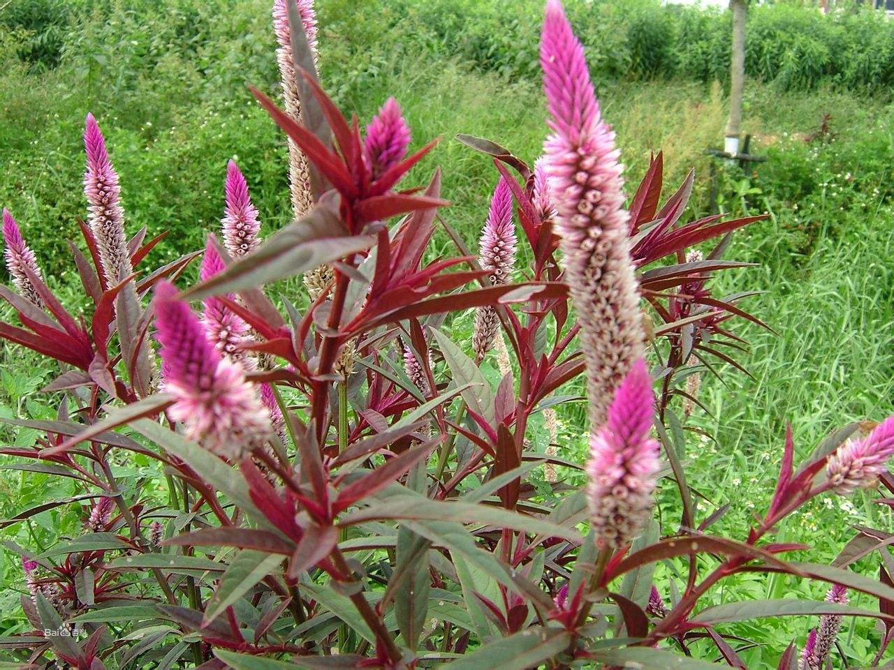 清热|立秋后，常用此草泡水喝，每天喝一杯，清肝明目，祛湿清热