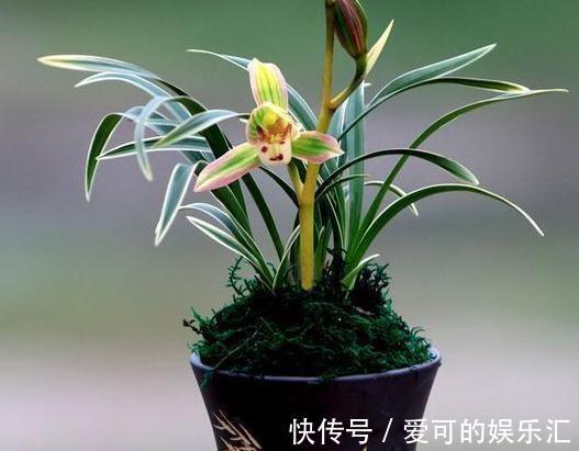 阳台养花选这种兰花,花开之后香气浓郁,好养好打