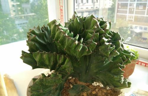 大爷捡到一棵“玉麒麟”,拿回家养盆里,半年来了6-7个买主