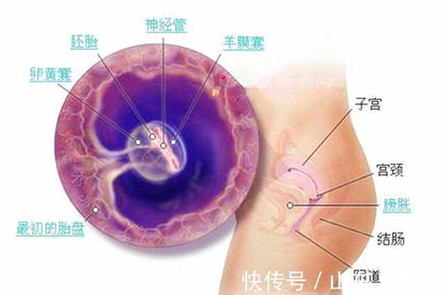 胎芽|孕8周的胚胎检查别错过,B超单上这四个数据,说明“坐胎”稳定
