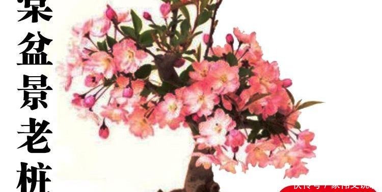 虎刺梅|看一眼就想买回家的花, 好看又好养, 看看它们都是谁!