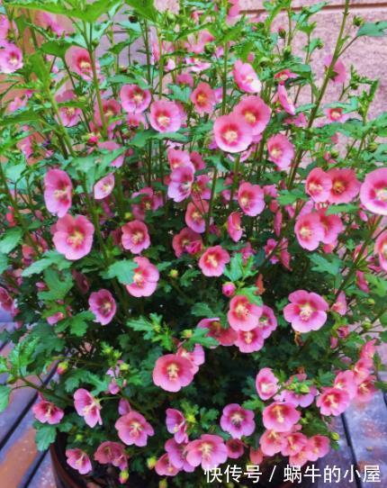 家里养4种漂亮花,国庆后赶紧修剪备份,长老了来年没花赏