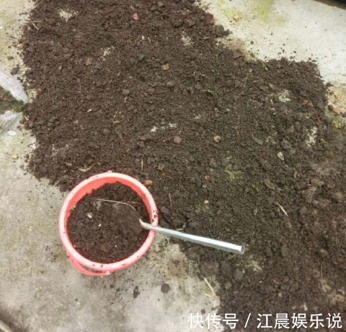 多肉叶子皱皱巴巴别光浇水,多半是伤根该换盆了!