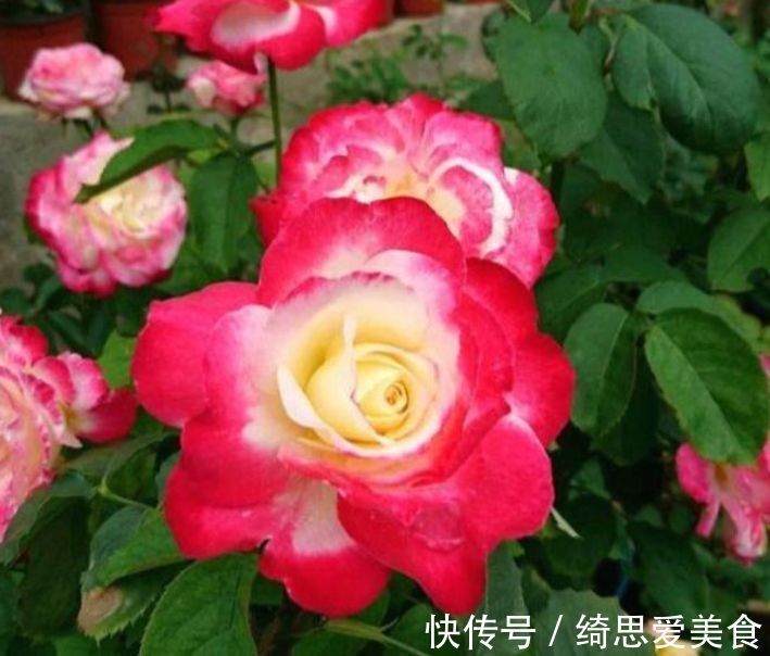 花期超长的室内盆栽,四季开花,开花能力极其惊人,四季繁花似锦