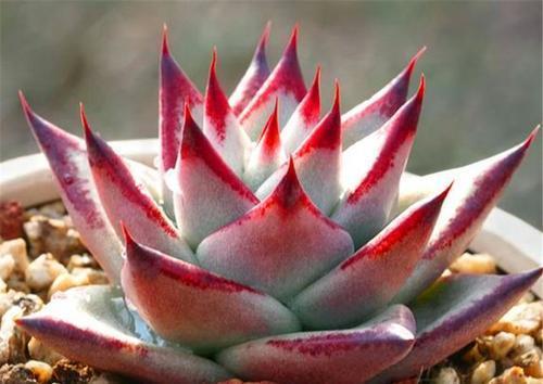 浇水|多肉乌木难上色?教你这样养,叶片饱满挺拔霸气侧漏