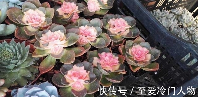 哪个品种让你爱上多肉?我因为紫乐入坑,已经被养成了大老桩