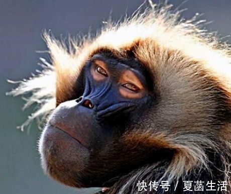 心脏|36年前,美国医生将狒狒的心脏移植给一名婴儿,成功救助后来如何