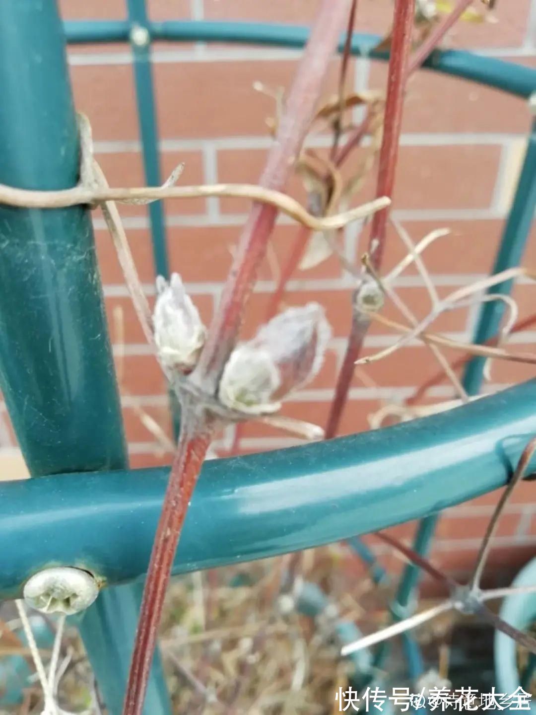 7种花冬天会假死，叶子掉光不要扔，明年还能大爆花