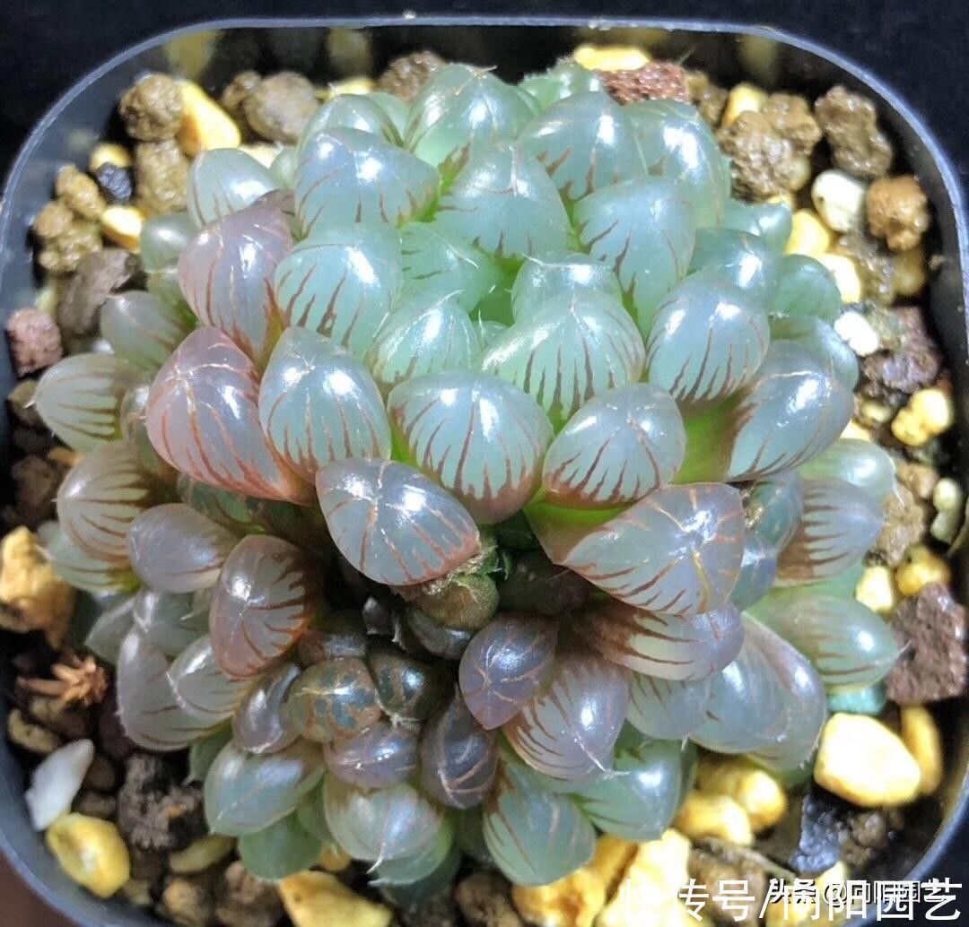 玉露|封闭阳台养多肉,很容易徒长,别再养景天科肉肉了,试试这一种