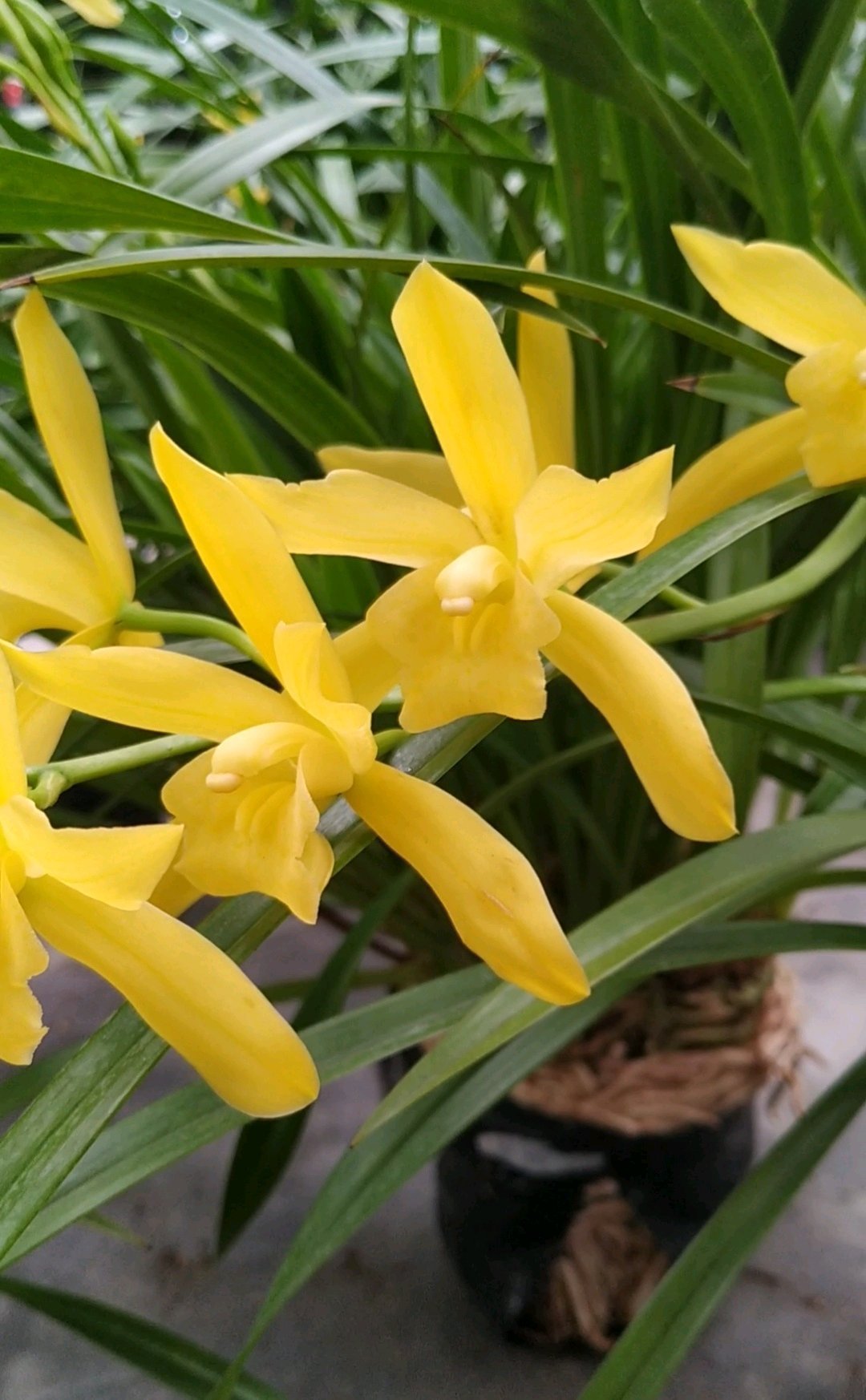 最适合新手养的兰花，好养易成活，开花勤快，香气四溢，还很便宜