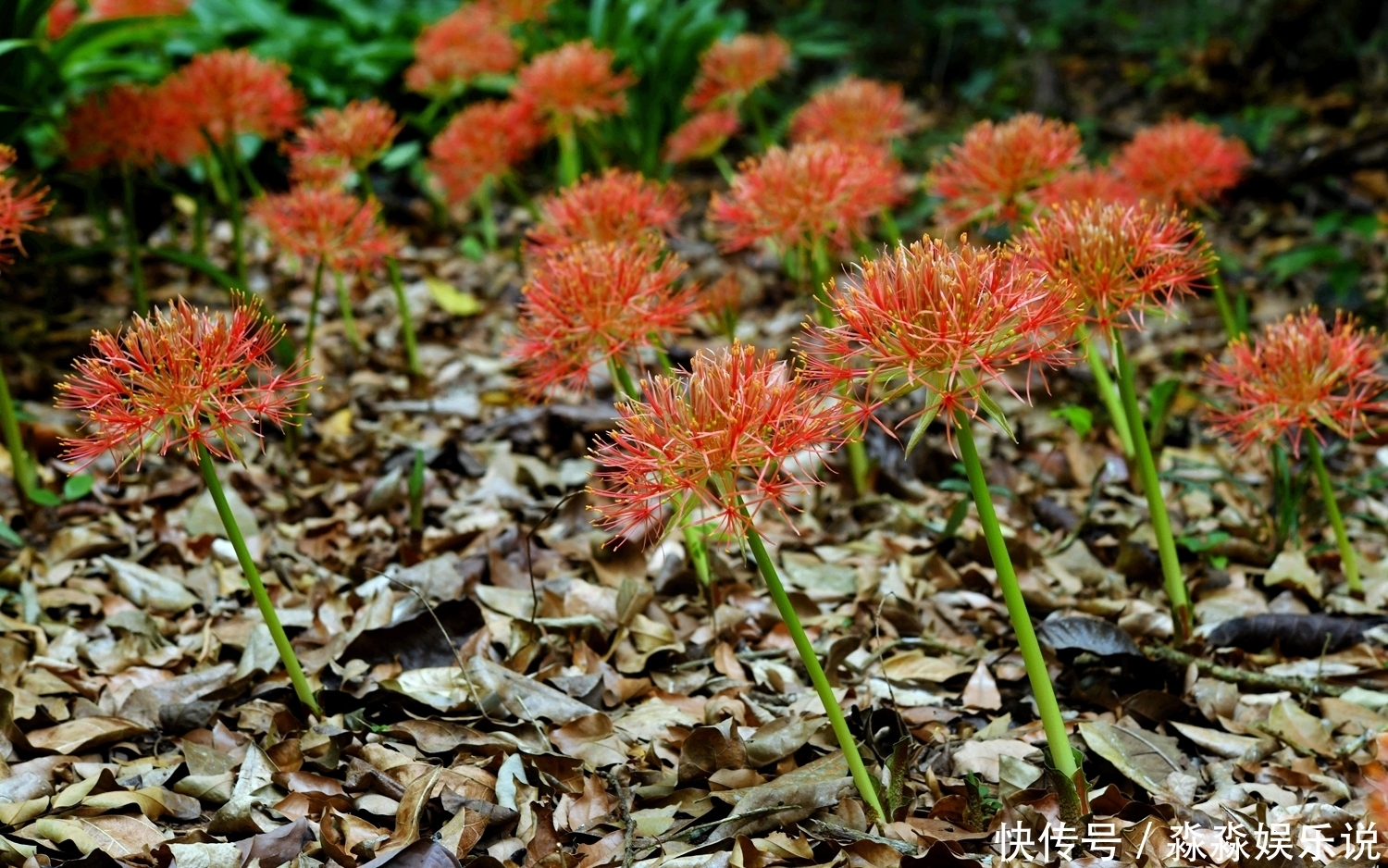 此花鲜艳夺目,有很强的观赏价值,像仙人球一样给人一种神秘感