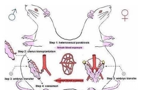 生崽|公鼠成功怀孕生崽,男人生孩子还远吗?