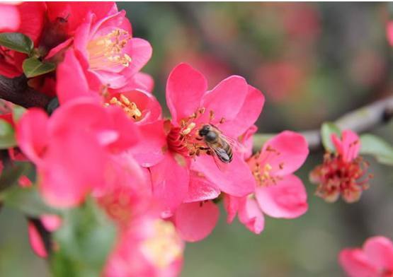 一种比月季花期还长的盆栽花卉,花开艳丽,比绿萝君子兰都好养!