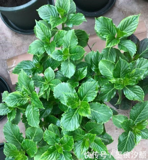 绣球要富养,越富花越大,美不胜收,宛若仙境!