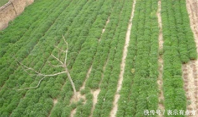 农村这种植物可以抵抗零下30度的低温，具有让人意想不到的疗效