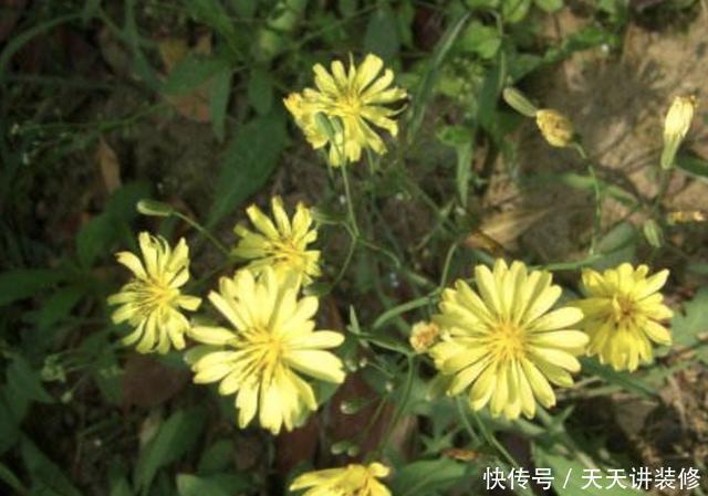 常用中草药手册|生长在路边、田边,人称“剪刀股”,以往被当成野草,如今不好买