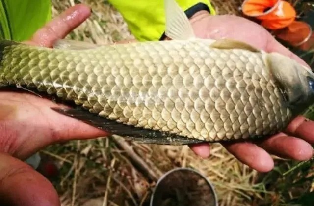 初冬野钓,简单几招,搭配一副大小通杀,漂相清晰的完美线组!