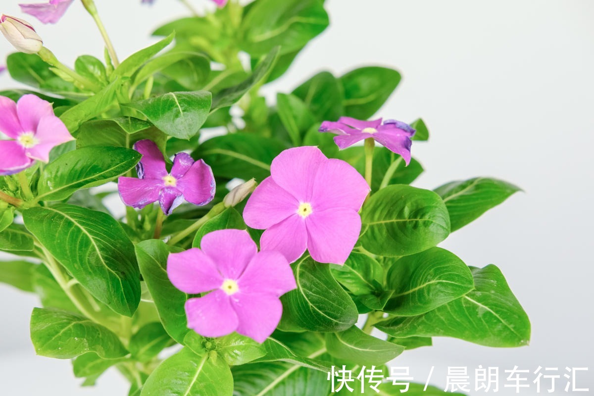 长春花|一年四季都开花的植物，养一盆性价比特高，还好养