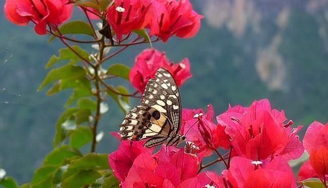 学会给三角梅“打顶”,小苗变盆景,一年四季花开满枝头