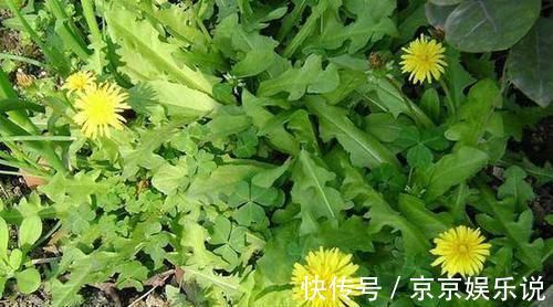 蟾蜍草|它是咽炎的“救星”，喝水时加一点，养咽护喉，一天比一天好