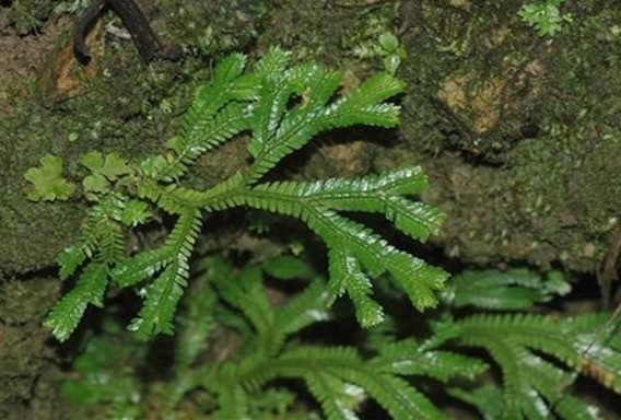 适应能力|传说中的“九死还魂草”,农村路边到处都是,药用价值极高