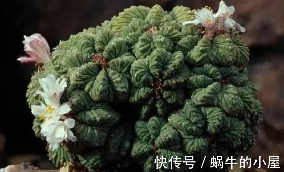 龟甲牡丹|盘点5种贵货多肉，大多数人养不起，养了要珍惜，你家养过几种？