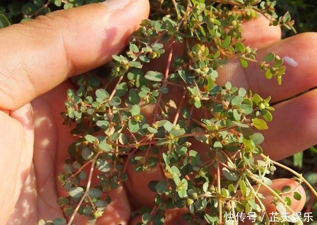 农村有1“血见愁”,最爱住墙角,遇上可别小瞧,是珍贵中草药