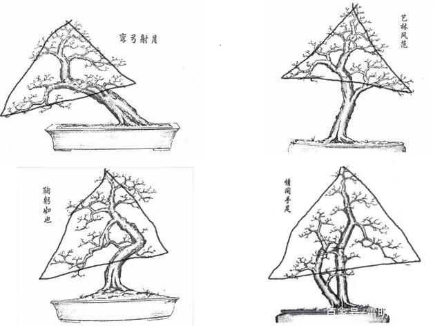  玩弄盆景，怎样才能达到自己理想的造型？三是重点不容忽视