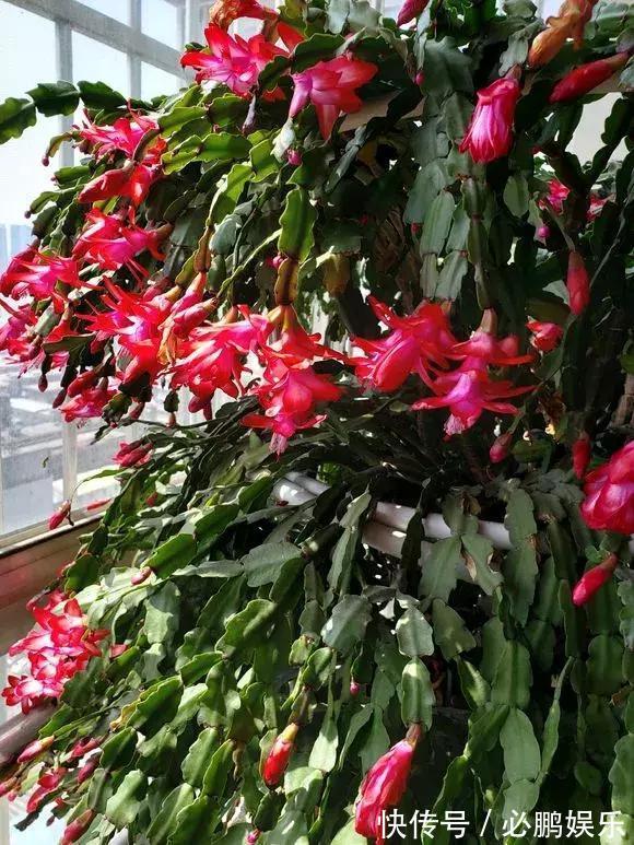 蟹爪兰嫁接1种枝条,花量暴增上百朵,开成大花树,还不烂根!