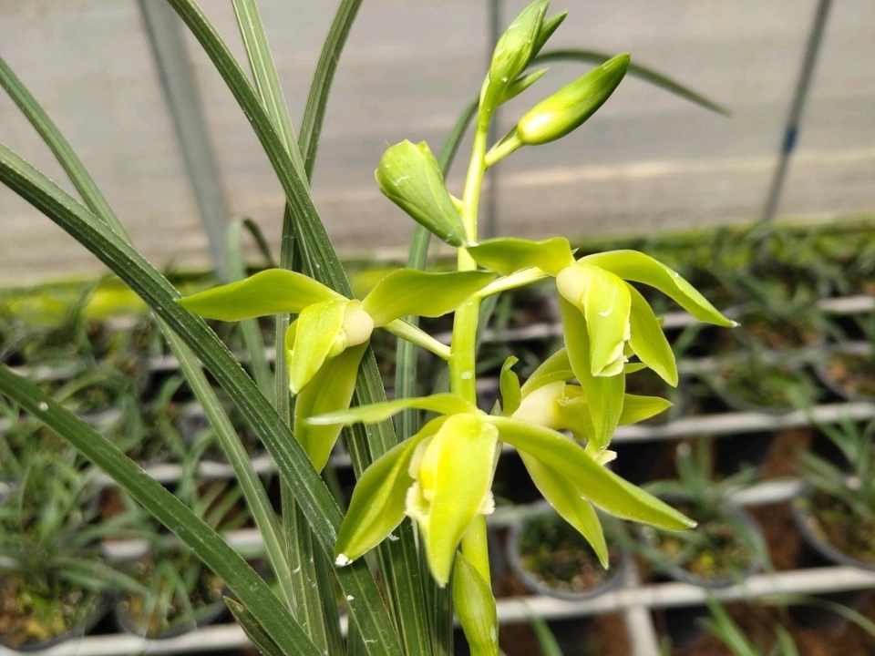 秋老虎|养兰花要注意秋老虎,一不小心根部就发黑,发黑原因和解决方法