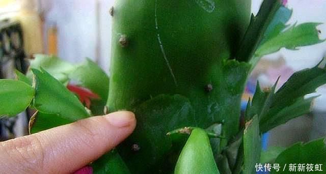 “嫁接”蟹爪兰,不注意这个“小细节”,成活率基本为“零”